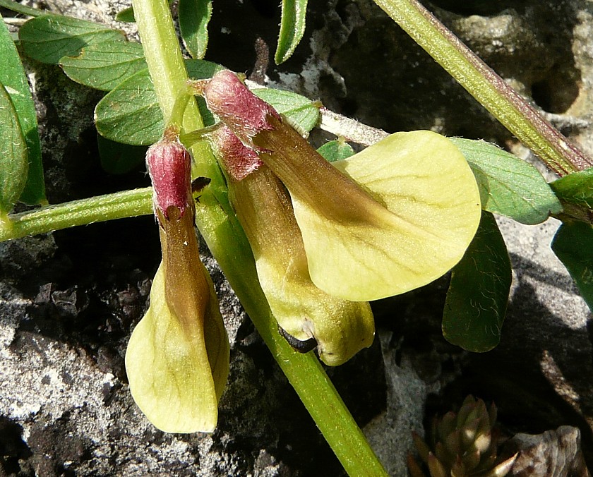 Vicia melanops / Veccia macchiata